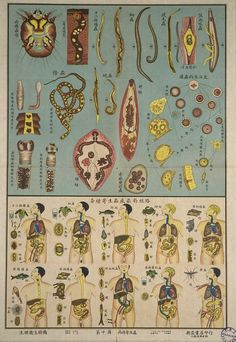 an old chinese poster shows the different types of human body parts and their functions in various ways