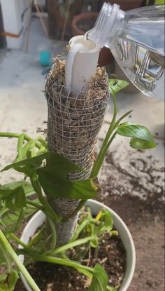 a bottle is attached to the top of a plant in a pot with dirt on it