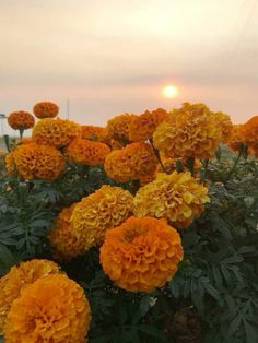 the sun is setting behind some yellow flowers