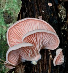 a close up of a mushroom on a tree