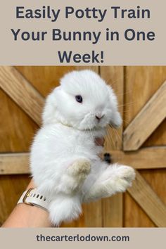 a person holding a white bunny in their hand with the words, easily potty train your bunny in one week