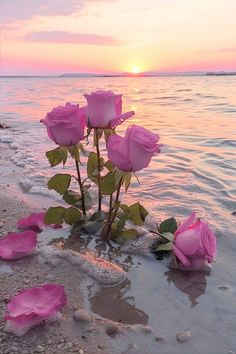 pink roses are growing out of the sand at the water's edge as the sun sets