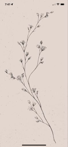 Sketch Style Flower Tattoo, Long Delicate Tattoo, Vine Drawing With Flowers, Dainty Branch Tattoo, Small Floral Arm Tattoo, Tiny Botanical Tattoo, Trailing Tattoos, Fine Line Tattoo Cover Up, Lupine Flower Tattoo