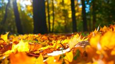 the sun shines brightly through leaves on the ground in front of trees with yellow and red leaves