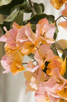 some pink and yellow flowers are hanging from a branch with green leaves in front of a white wall