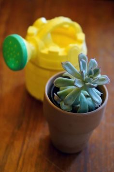 a small potted plant sitting on top of a wooden table next to a yellow container