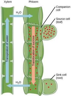 diagram of the cell membrane and its components labeled in red, with arrows pointing to each other