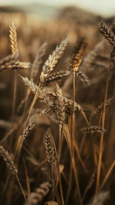 some brown and white plants in a field