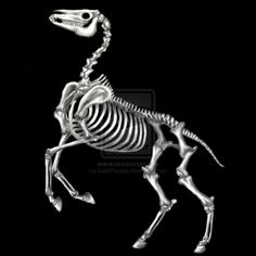 the skeleton of a horse is shown in black and white, with an animal's head