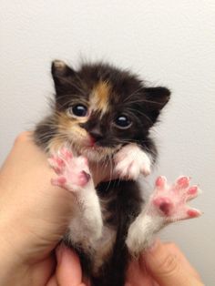 a small kitten is being held up by someone's hands with pink and white paws