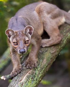 a close up of a small animal on a tree branch