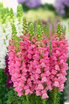 pink and white flowers with green stems in a garden center area, surrounded by other plants