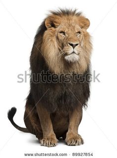 a lion sitting down and looking at the camera, in front of a white background