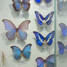 several blue butterflies on display in a glass case