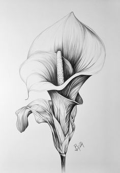 a pencil drawing of a flower on a white paper with black and white inks