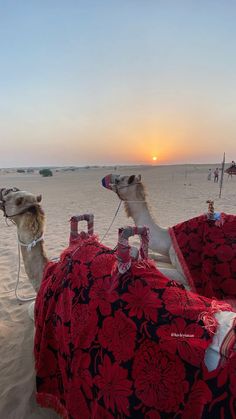 two camels sitting on top of a sandy beach