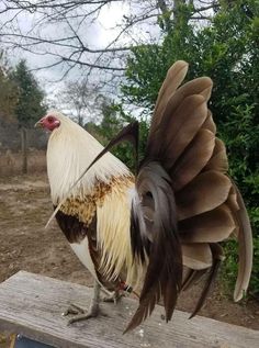 a large rooster standing on top of a wooden bench