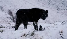 a black wolf standing on top of a snow covered hillside