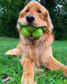 a dog laying in the grass with two tennis balls in its mouth and one ball in his mouth