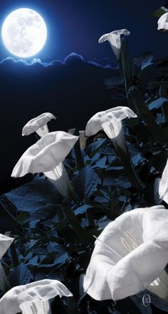 some white flowers are in front of a full moon