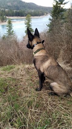 a dog sitting in the grass looking out at water and trees with mountains in the background