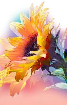 two colorful sunflowers are in front of a blurry pink and blue background