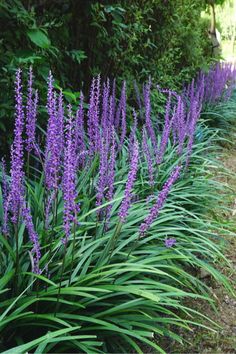 purple flowers are growing along the edge of a sidewalk in front of some bushes and trees