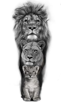 two lions and a baby lion are shown in this black and white photo with the same image