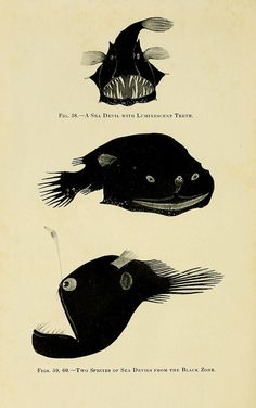 three different types of fish in black and white, from the 19th century to the present