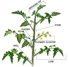 the parts of a flowering plant labeled in their corresponding names and description, including flowers