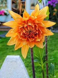 a large orange flower sitting next to a cement block in the grass near a house