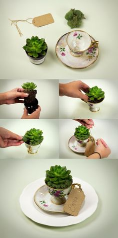 there are many different pictures of succulents in tea cups and saucers