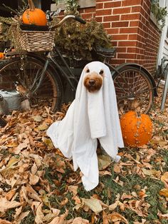 a teddy bear in a ghost costume next to a bicycle and pumpkins on the ground