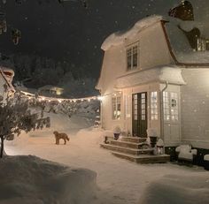 a dog is standing in the snow near a house at night with christmas lights on