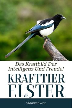 Krafttier Elster: Intelligenz & Kreativität! Lassen Sie sich durch die Kräfte der Elster führen und erfahren Sie hier die wichtigsten Botschaften!