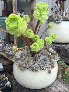 two large white pots filled with succulents on top of a wooden table