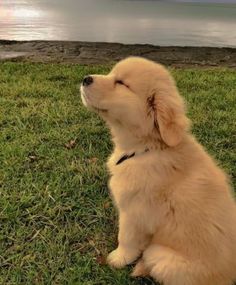 a puppy sitting on the grass looking up at something in the sky with its eyes closed