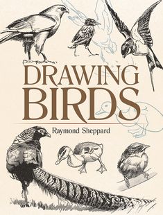 drawing birds by raymond shepard, illustrated by the author's guide to bird drawings