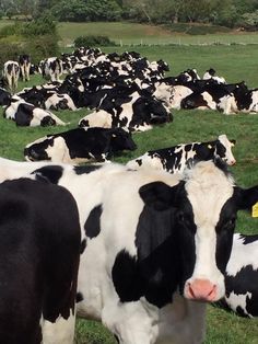 a herd of black and white cows standing on top of a lush green field