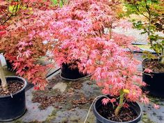 Bloodgood Japanese Maple, Japanese Maple Bonsai, Maple Bonsai, Garden Japanese, Japanese Garden Landscape, Japanese Zen Garden, Green Veins, Japanese Maples, Japanese Maple Tree