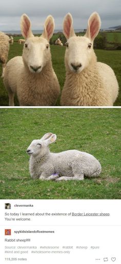 two sheep with bunny ears sitting next to each other on the same page, and one is looking at the camera