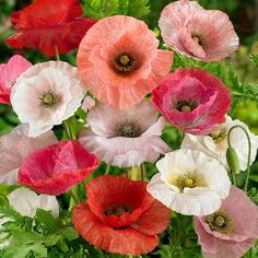 a bunch of flowers that are in the grass