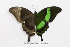 a green and black butterfly sitting on top of a white surface with the words papilio pallanthus deceulus written below it