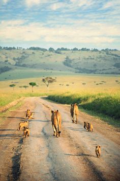 black and white photograph of people walking down the road with animals on either side of the road