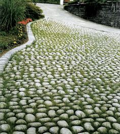 a stone path with grass growing between it