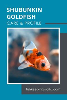 a goldfish with the words shubunki goldfish care and profile