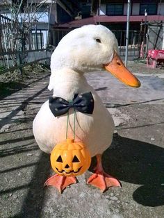 a duck with a pumpkin in its mouth