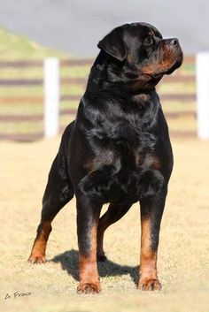 a black and brown dog standing on top of a grass covered field