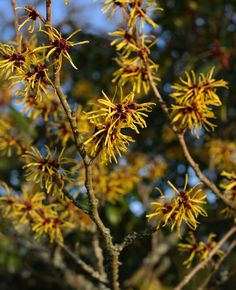 yellow flowers are blooming on the branches of a tree