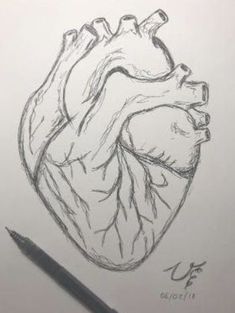 a drawing of a human heart with a pencil